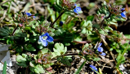 WIOSENNE KADRY Z OGRODU